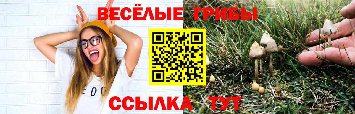 Псилоцибиновые грибы Psilocybe Шали